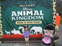 animal kingdom