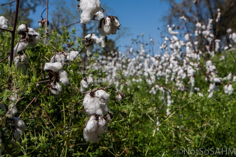 cotton plants