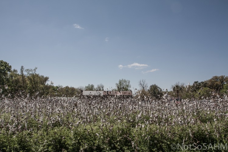 Cotton and cotton gin