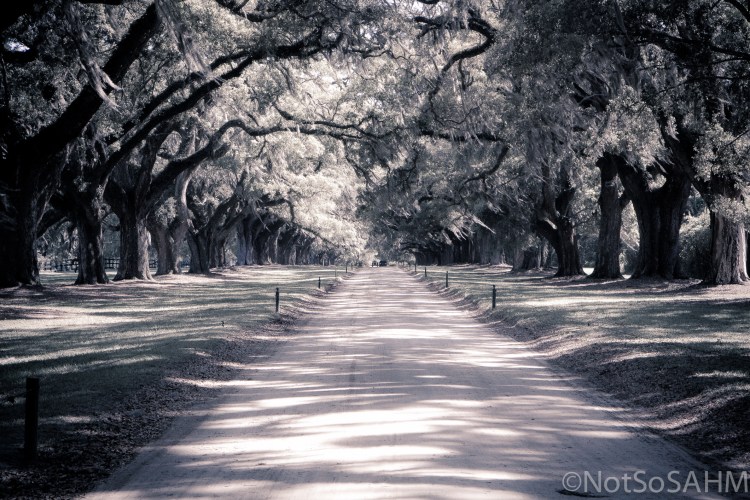 Live Oaks of Boone Hall - black and white