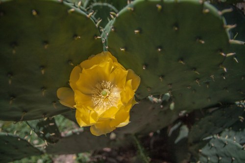 Cactus flower at the rest area