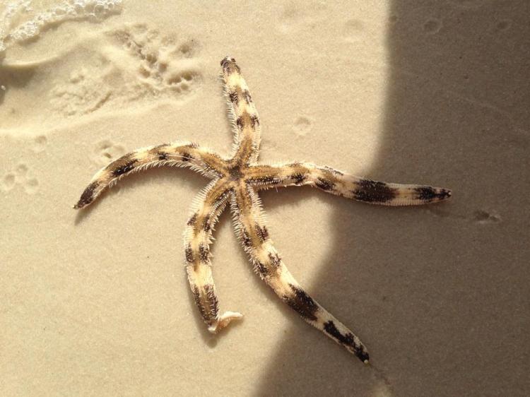Striped Starfish