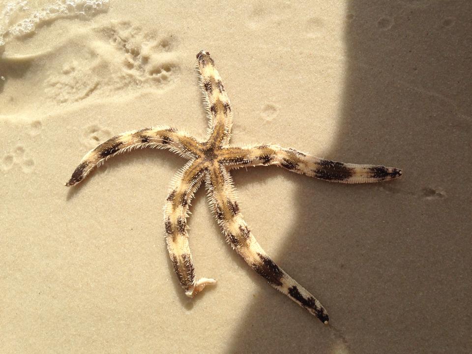 Striped Starfish