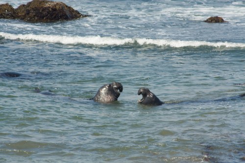 male elephant seals fighting
