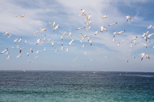 Birds fly around at Carmel River State Beach