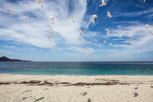 birds fly over us at Carmel River State Beach