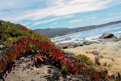 ice plant grows on the hills facing the ocean