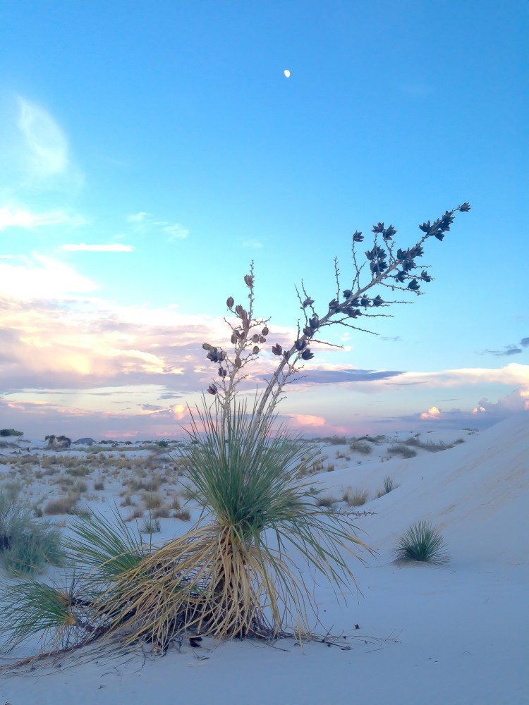 A plant at White Sands