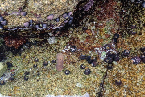 sea slug, hermit crabs and a barnacle 