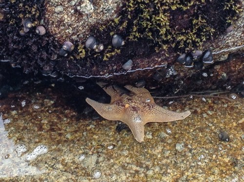 star fish scooting away