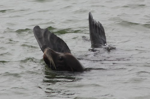 Sea Lion waves hello in Monterey Bay  Not So SAHM