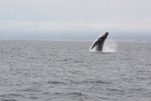 Humpback whale breaching  in Monterey Bay sequence 2 of 6  Not So SAHM
