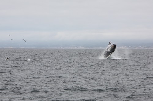 Humpback whale breaching  in Monterey Bay sequence 3 of 6  Not So SAHM