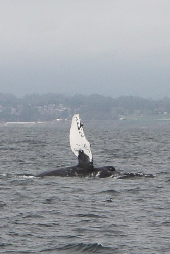 Humpback whale slapping pectoral fin in Monterey Bay  Not So SAHM