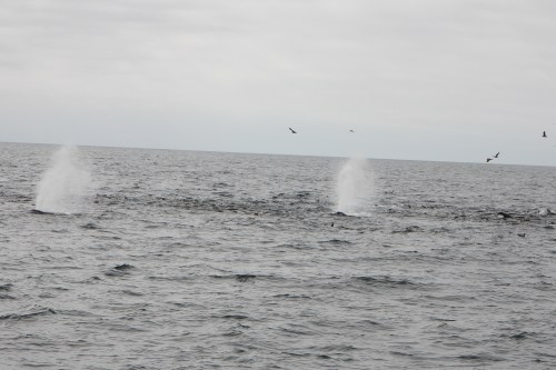 Humpback whale spouts in Monterey Bay  Not So SAHM