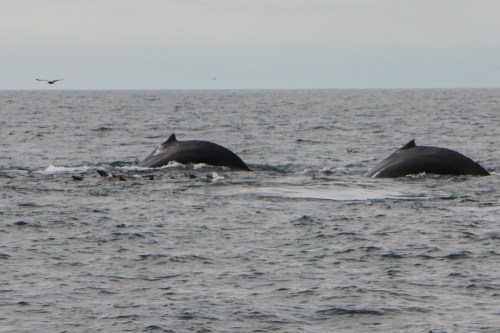 Two humpbacks diving together in Monterey Bay  Not So SAHM