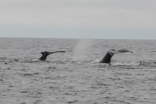Flukes of two humpback whales in Monterey Bay  Not So SAHM