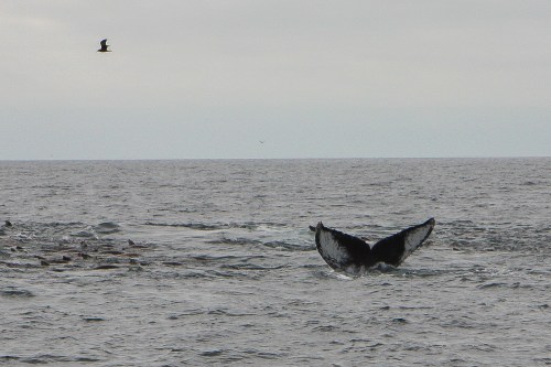 Humpback whale fluke in Monterey Bay  Not So SAHM