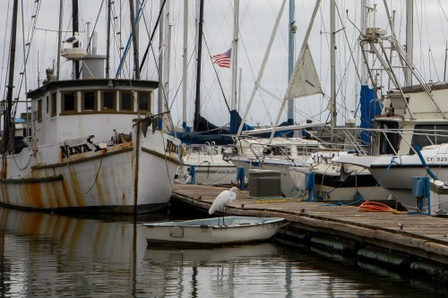 Birds and boats at Moss Landing in Monterey Bay  Not So SAHM