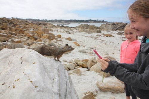 Friendly squirrel at Seal Point along 17 Mile Drive in Pebble Beach Not So SAHM