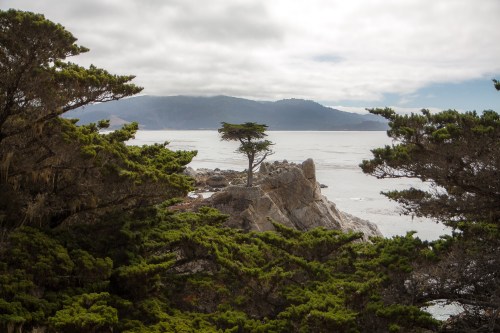 The Lone Cypress along 17 Mile Drive in Pebble Beach Not So SAHM