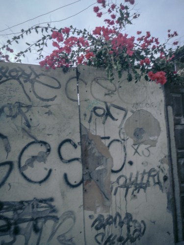 Graffiti and flowers in the Tijuana Dump Town  Not So SAHM