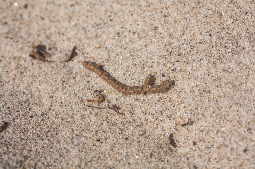 tiny stick on the beach sand in California Not So SAHM