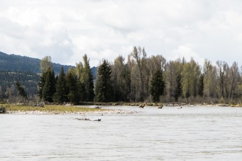 Elk Crossing the Snake River in the Grand Tetons Not So SAHM