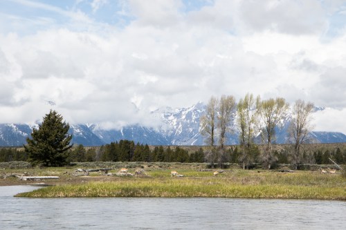 Pronghorn antelope graze along the Snake River in the Grand Tetons Not So SAHM