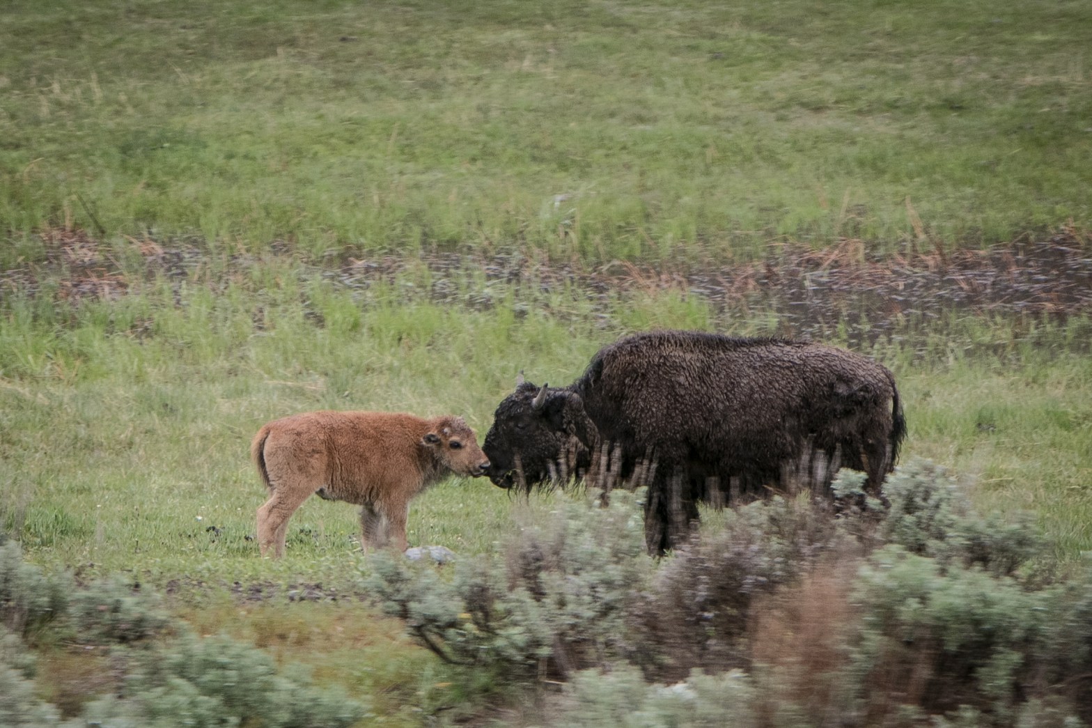 Baby bison kisses mama bison in Yellowstone National Park Not So SAHM