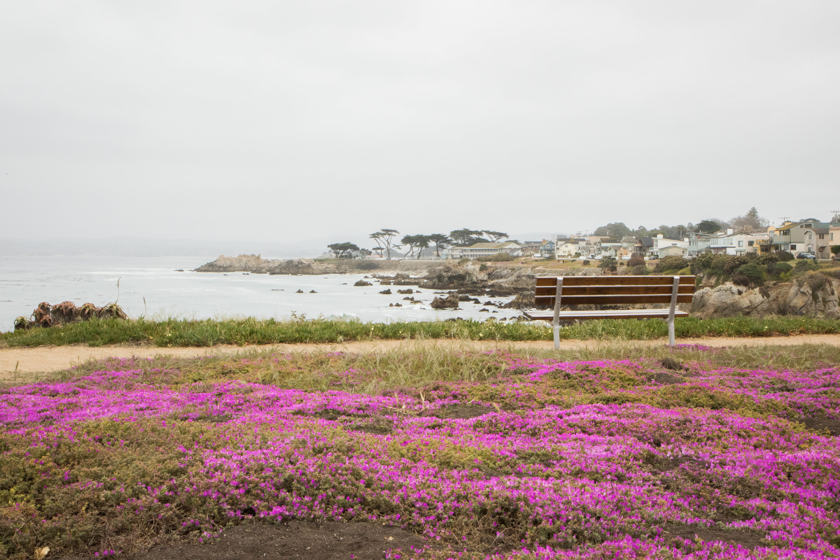 Pink carpet of flowers in Pacific Grove Monterey Not So SAHM