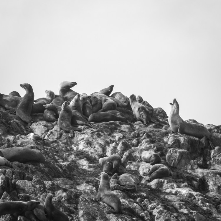 sea lions on seal rock along 17 mile drive in Pebble Beach, California Not So SAHM