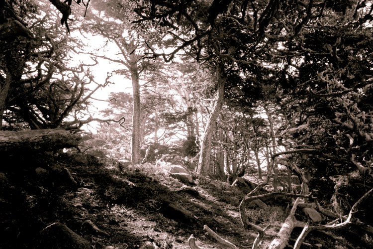 Creepy looking woods at Point Lobos Not So SAHM