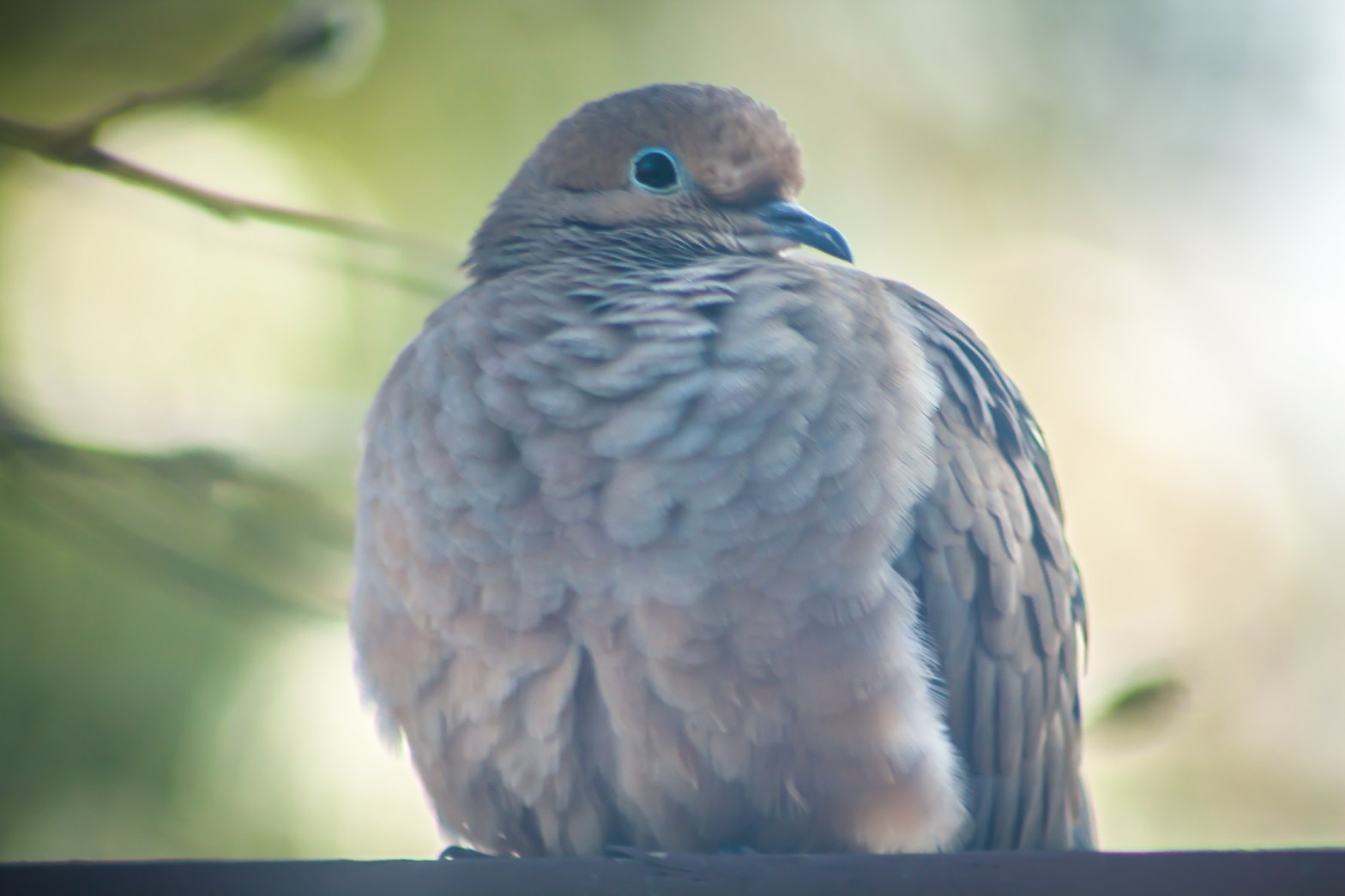 A dove puffs his chest to keep warm in winter NotSoSAHM