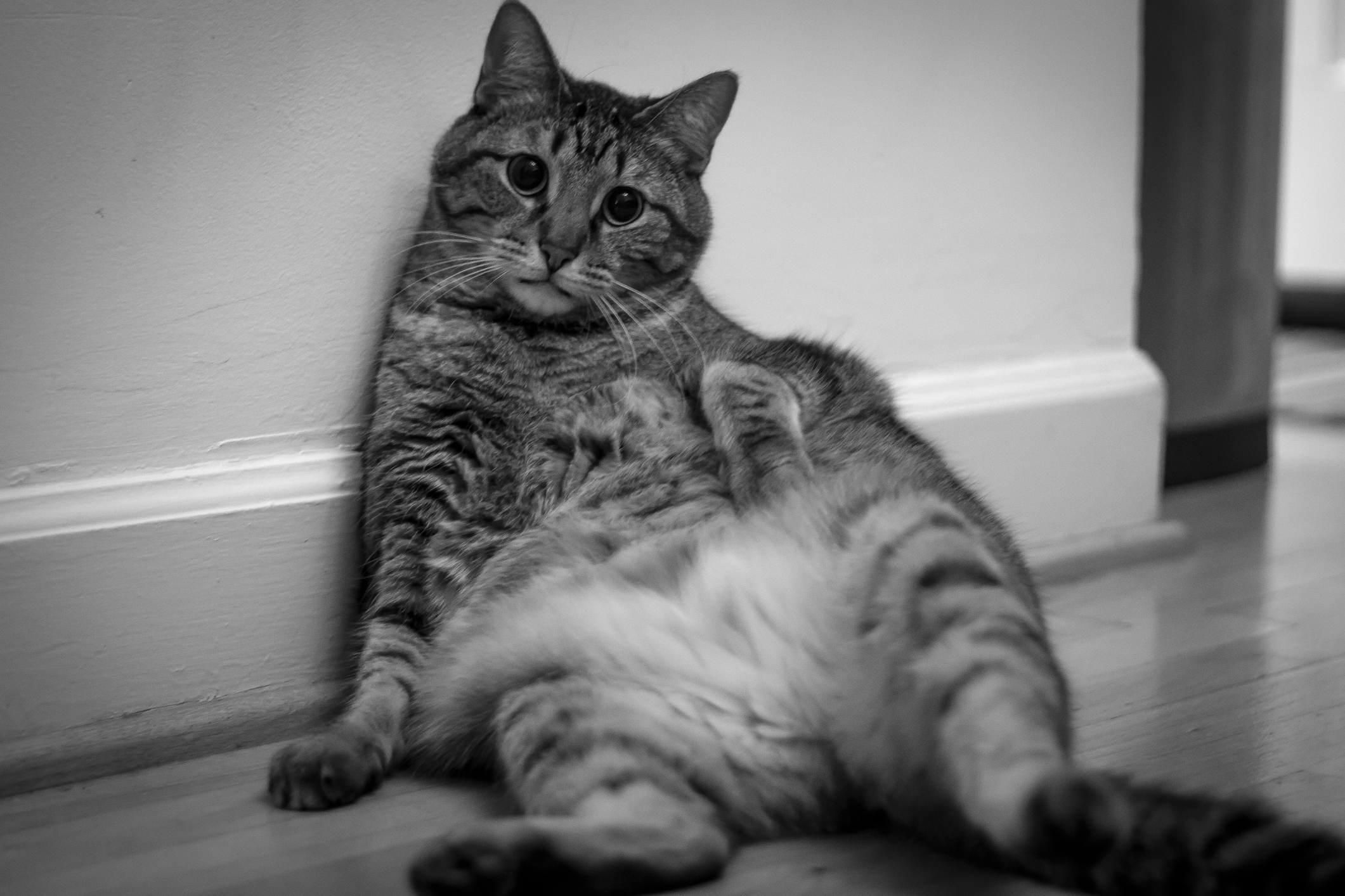 Cat sits against wall like a human NotSoSAHM