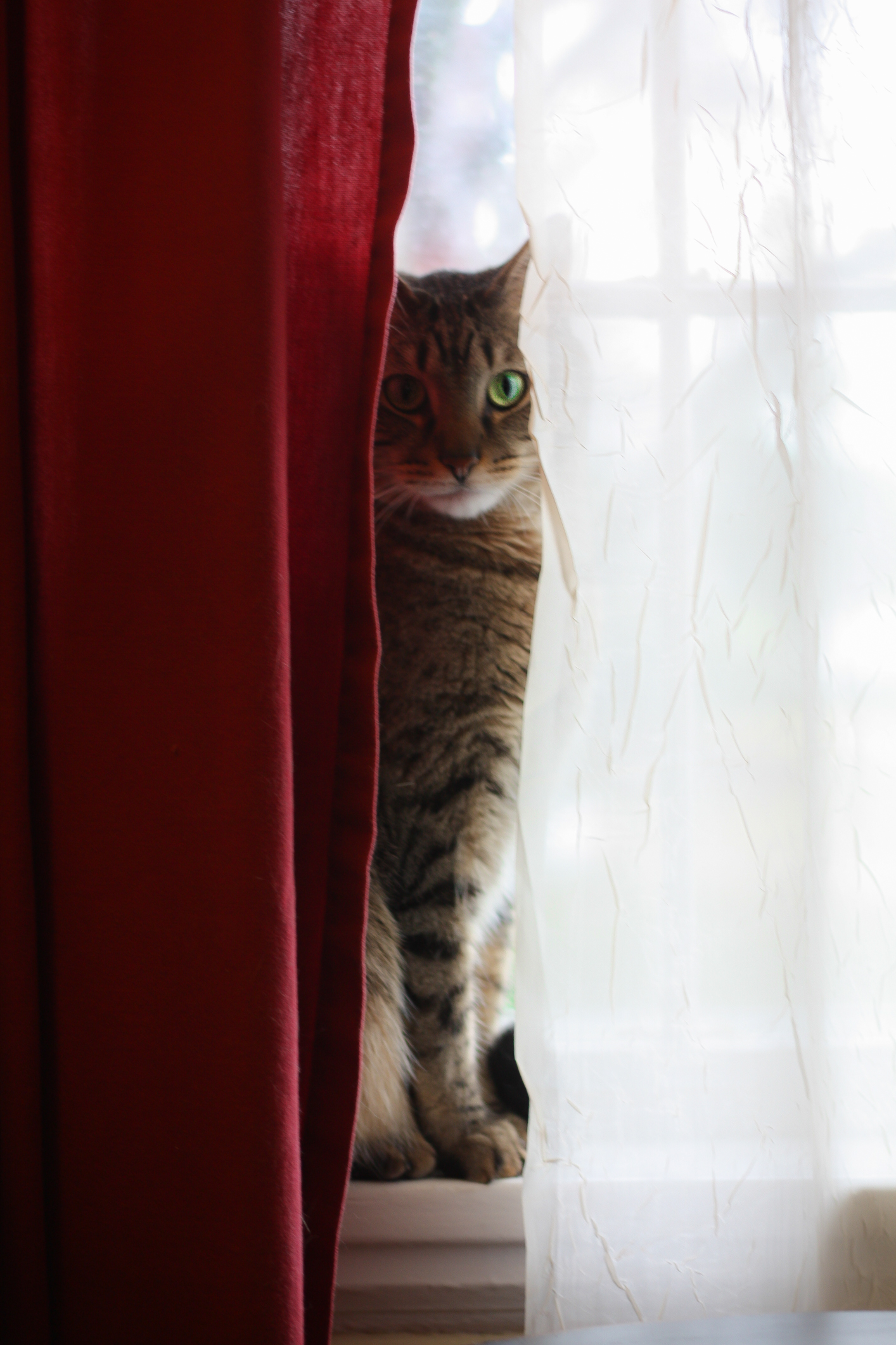 Cat sits on windowsill between two curtains with light hitting one side of face NotSoSAHM