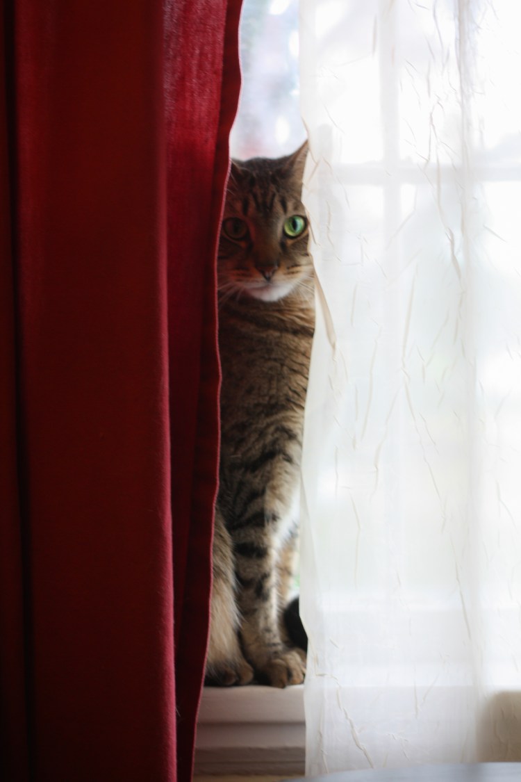 Cat sits on windowsill between two curtains with light hitting one side of face NotSoSAHM
