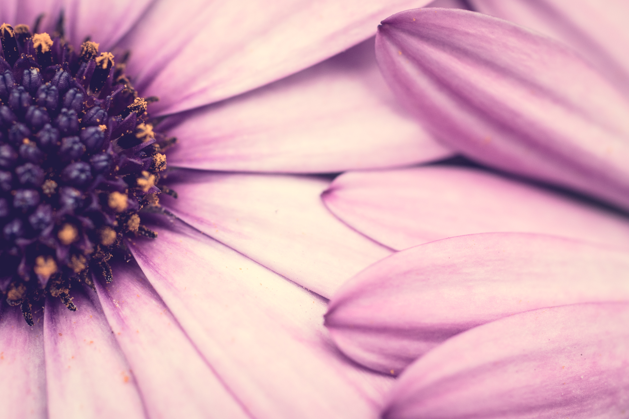 California Flowers Not So SAHM