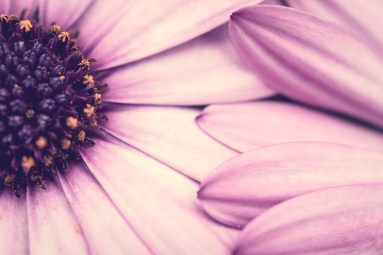 California Flowers Not So SAHM