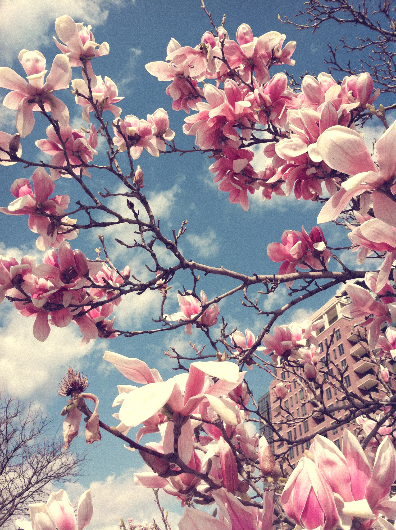 Tulip Magnolia with pretty pink blossoms NotSoSAHM