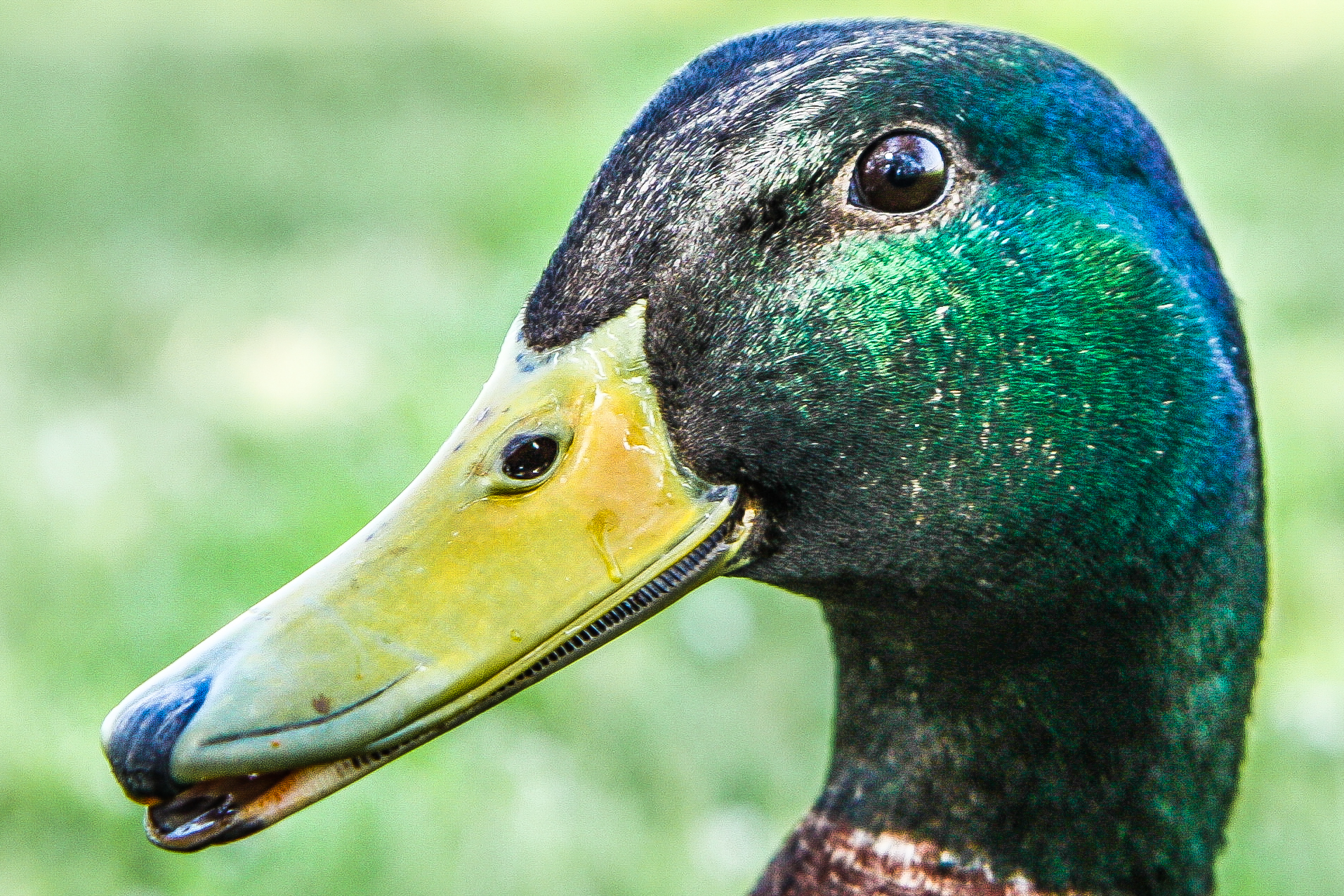 Close up of a male mallard duck NotSoSAHM