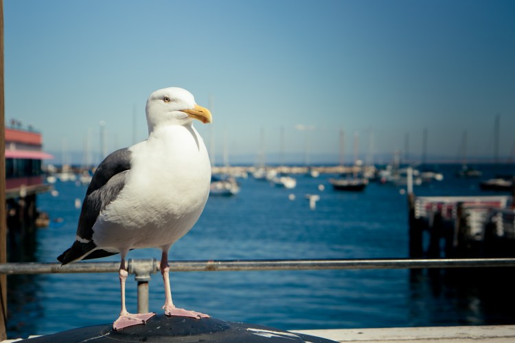 A seagull waits for food of any kind NotSoSAHM