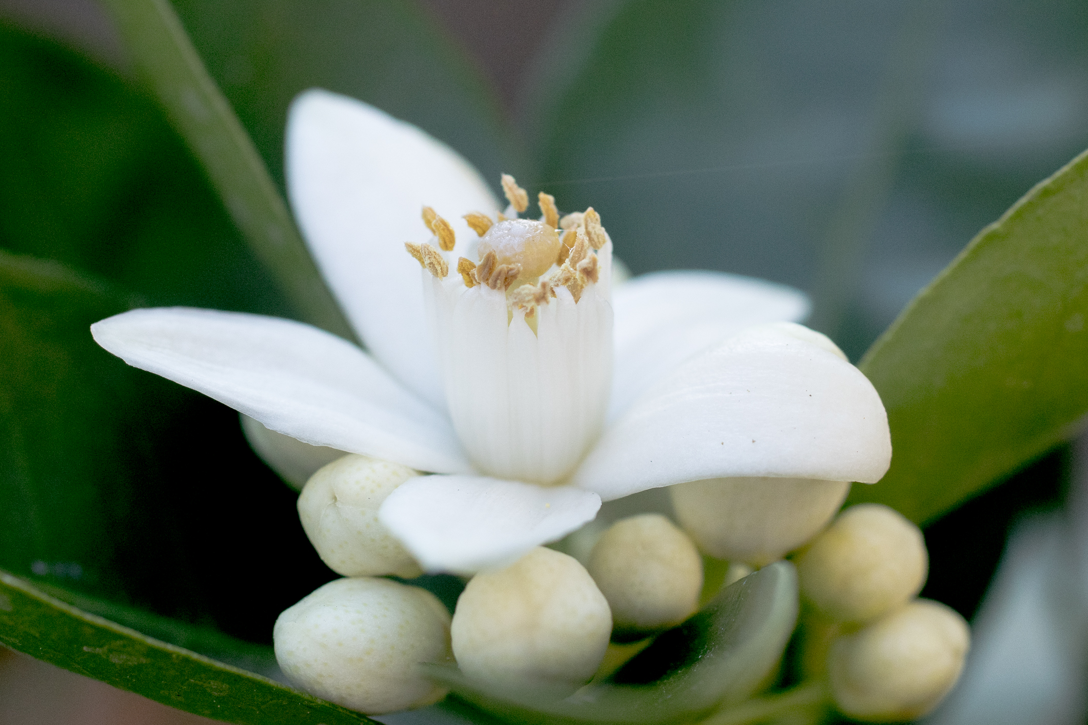 Close up of an orange blossom showing the stigma and anthers NotSoSAHM