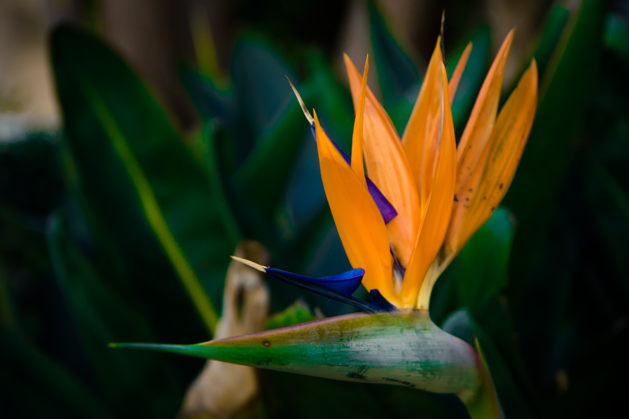 Close up of a Bird of Paradise flower NotSoSAHM