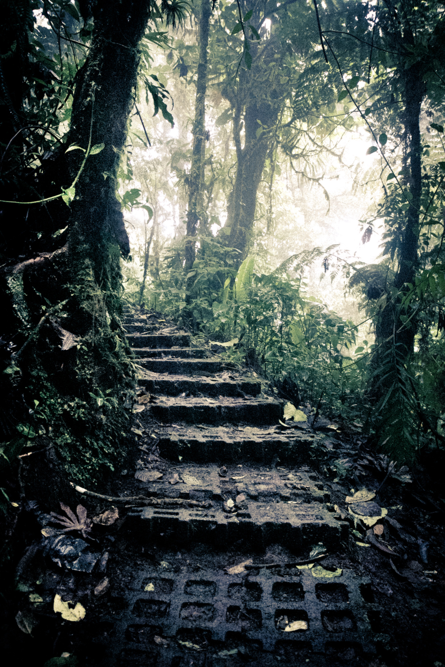 A pathway leads through the trees in the Monteverde Cloud Forest Reserve in Costa Rica NotSoSAHM