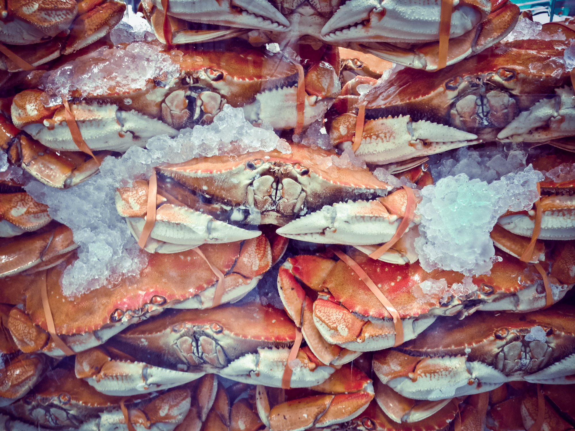 Crabs packed in ice waiting to be chosen and eaten in Monterey, California NotSoSAHM