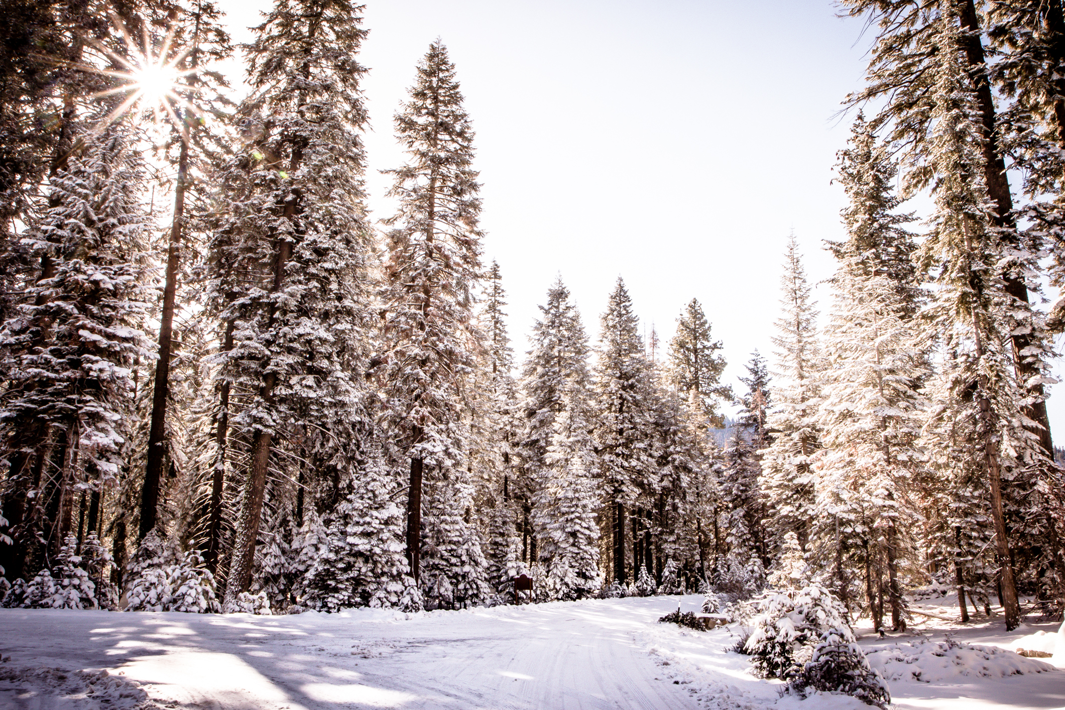 The sun peeks through pine trees covered in snow in Sequoia National Park NotSoSAHM