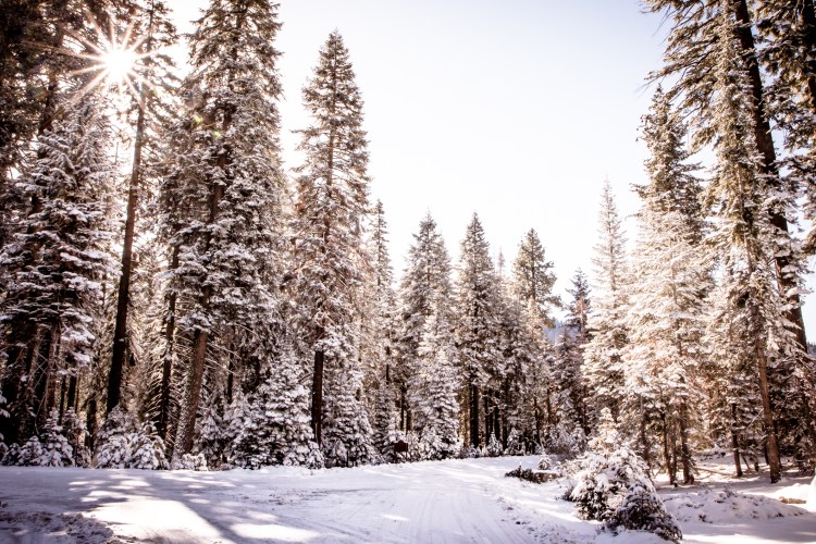 The sun peeks through pine trees covered in snow in Sequoia National Park NotSoSAHM