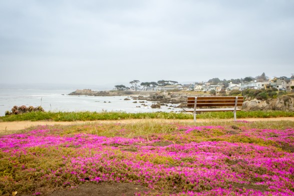 Purplish pink flowers blanket the ground in Pacific Grove, CA in the springtime NotSoSAHM