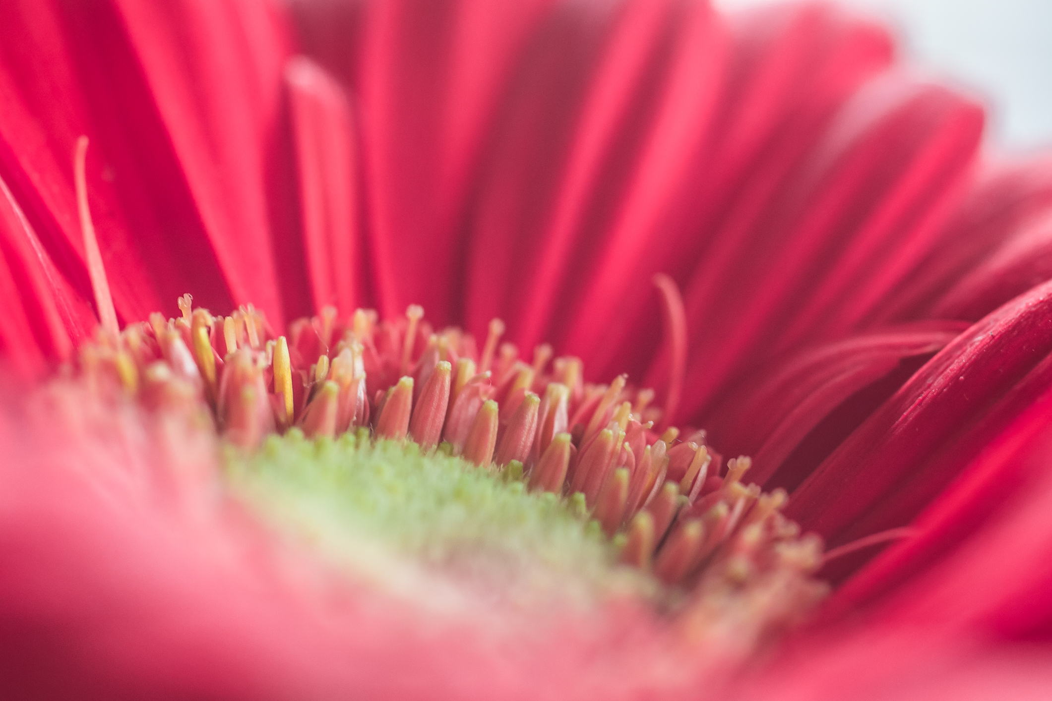 macro of a gerbera daisy NotSoSAHM